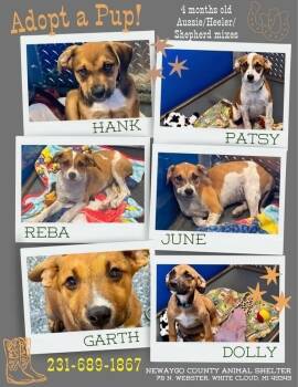Puppies -  Australian Shepherd and Australian Cattle Dog Blue Heeler Dog for Adoption in White Cloud, Michigan - Puppies | PetCurious