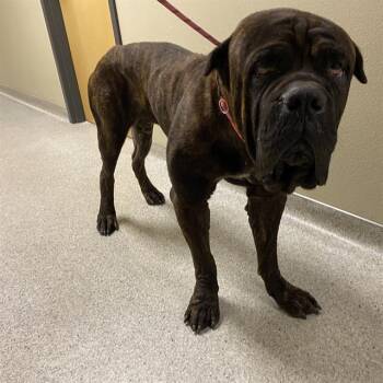 A613768 -  Cane Corso Dog for Adoption in Modesto, California - A613768 | PetCurious