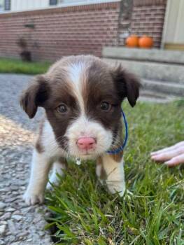 Rescue Terrier and Australian Shepherd Dogs for Adoption in El Dorado, Arkansas - Snicker | PetCurious
