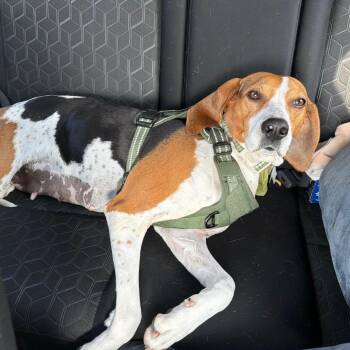 Liberty -  Treeing Walker Coonhound Dog for Adoption in Austin, Texas - Liberty | PetCurious