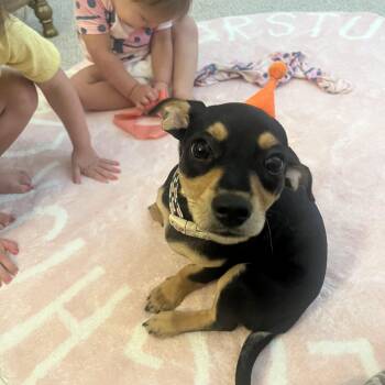 Lulu -  Toy Fox Terrier Dog for Adoption in Atlanta, Georgia - Lulu | PetCurious