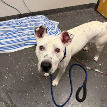 Sueco -  Mixed Breed Dog for Adoption in Columbiana, Alabama - Sueco | PetCurious