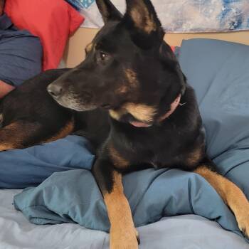 German Shepherd Dog Dogs Available for Adoption in Houston, Texas - Kloey | PetCurious