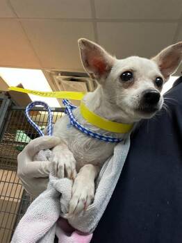 CARMELLA -  Mixed Breed Dog for Adoption in Jacksonville, Florida - CARMELLA | PetCurious