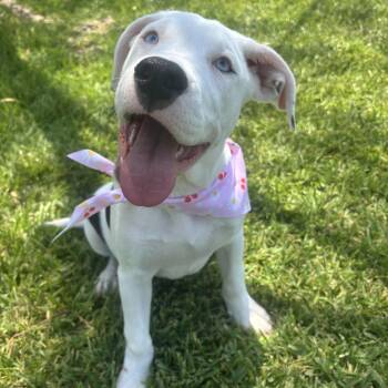 Amber -  Mixed Breed Dog for Adoption in Pearland, Texas - Amber | PetCurious