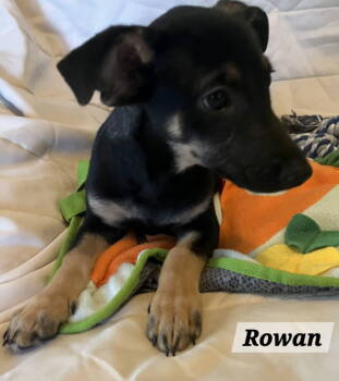 Rescue Chihuahua and Terrier Dogs for Adoption - Rowan | PetCurious