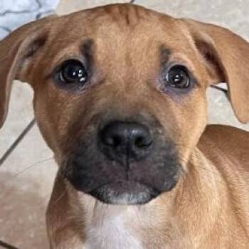 Mountain Cur and Hound Dogs Available for Adoption - Jumbo Zoom | PetCurious