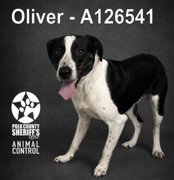 Border Collie Dogs Available for Adoption in Winter Haven, Florida - OLIVER | PetCurious