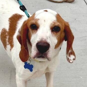 Andy Warhol- City of Industry Location -  Beagle Dog for Adoption in Chino Hills, California - Andy Warhol- City Of Industry Location | PetCurious