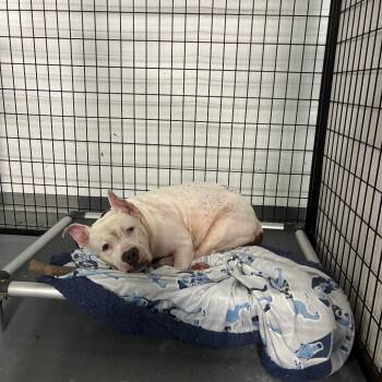Louise -  Terrier Dog for Adoption in St. Louis, Missouri - Louise | PetCurious