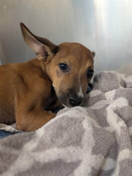 HYUNJIN -  Mixed Breed Dog for Adoption in Dallas, Texas - HYUNJIN | PetCurious