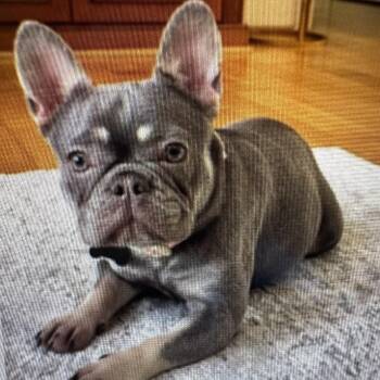 Chloe -  French Bulldog Dog for Adoption in Columbia, South Carolina - Chloe | PetCurious