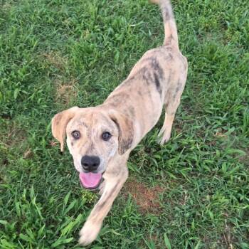 Shia -  Mixed Breed and None Dog for Adoption in Brownsboro, Alabama - Shia | PetCurious