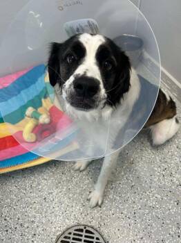 Border Collie and Saint Bernard Dogs Available for Adoption in New Bern, North Carolina - Walt | PetCurious