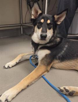 PERLA -  Mixed Breed Dog for Adoption in Dallas, Texas - PERLA | PetCurious
