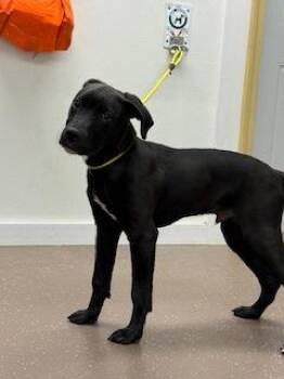 Labrador Retriever and Mixed Breed Dogs Available for Adoption in South Bend, Indiana - Samuel | PetCurious