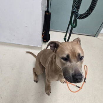 Rescue Pit Bull Terrier Dogs for Adoption in Oakland, California - Dizzy | PetCurious