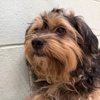 Wookiee -  Yorkshire Terrier and Mixed Breed Dog for Adoption in Newark, New Jersey - Wookiee | PetCurious