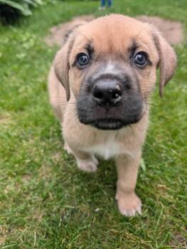 Waffles -  Mixed Breed Dog for Adoption in Saskatoon, Saskatchewan - Waffles | PetCurious