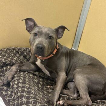 Bella -  Pit Bull Terrier Dog for Adoption in Eatontown, New Jersey - Bella | PetCurious
