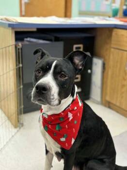 American Staffordshire Terrier Dogs Available for Adoption - Sassy | PetCurious