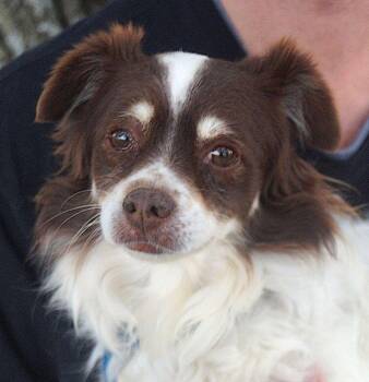 Nicky -  Spaniel Dog for Adoption in Carrollton, Texas - Nicky | PetCurious