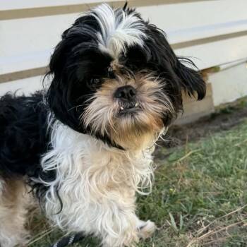 Rescue Shih Tzu Dogs for Adoption in Houston, Texas - Edison | PetCurious