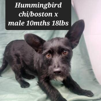 Chihuahua and Boston Terrier Dogs Available for Adoption - Hummingbird | PetCurious