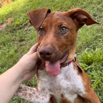 Cardinal -  Hound and Mixed Breed Dog for Adoption in Raleigh, North Carolina - Cardinal | PetCurious