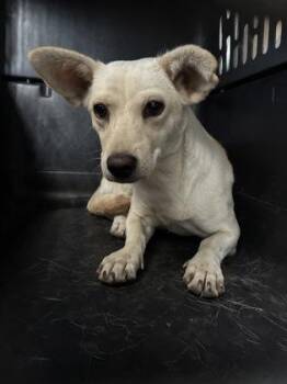 Zinnia -  Chihuahua and Mixed Breed Dog for Adoption in Fresno, California - Zinnia | PetCurious