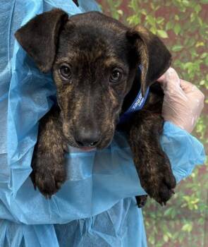 Shepherd and Mixed Breed Dogs Available for Adoption in San Antonio, Texas - Jericho | PetCurious
