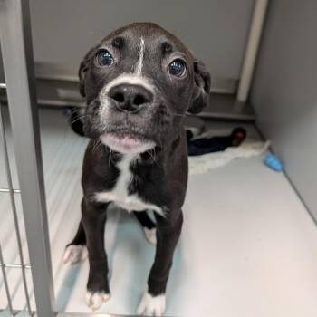 Rescue Mixed Breed Dogs for Adoption in Cape Girardeau, Missouri - Sollux | PetCurious