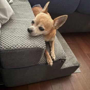 Tostito -  Chihuahua Dog for Adoption in Park Row, Texas - Tostito | PetCurious