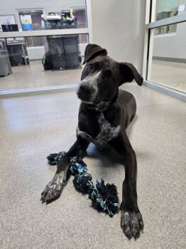 Australian Cattle Dog Blue Heeler Dogs Available for Adoption in Wellington, Kansas - Security | PetCurious