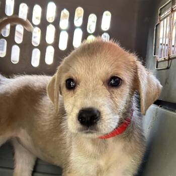 Blondie P1 -  Mixed Breed Dog for Adoption in Leander, Texas - Blondie P1 | PetCurious