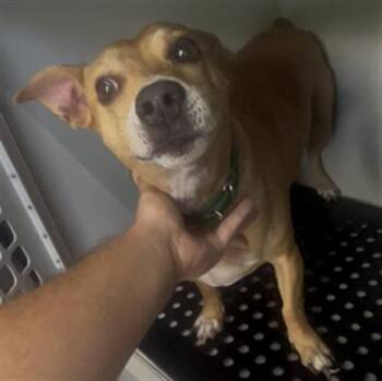 PETEY -  Mixed Breed Dog for Adoption in Palmetto, Florida - PETEY | PetCurious