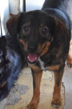 Apollo -  German Shepherd Dog and Husky Dog for Adoption in Pahrump, Nevada - Apollo | PetCurious