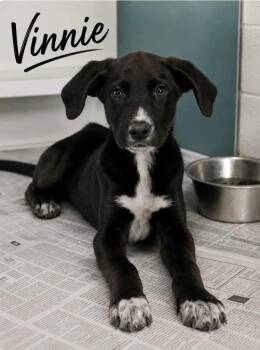 Vinnie -  Pointer and Labrador Retriever Dog for Adoption in El Dorado, Arkansas - Vinnie | PetCurious