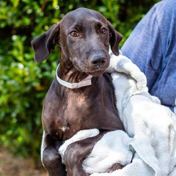Nicky -  Labrador Retriever and Mixed Breed Dog for Adoption - Nicky | PetCurious