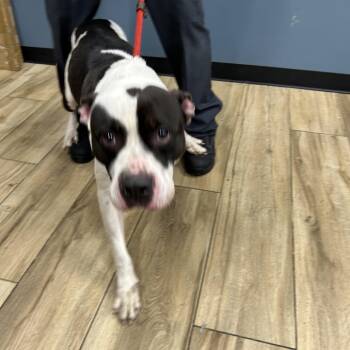 Rescue Pit Bull Terrier Dogs for Adoption in Newark, New Jersey - Charlie | PetCurious