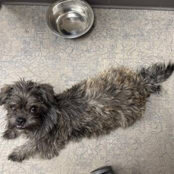 Shih Tzu and Mixed Breed Dogs Available for Adoption in Ontario, California - BRIDGET | PetCurious