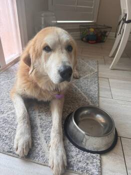 Sunshine -  Golden Retriever and Great Pyrenees Dog for Adoption in Southlake, Texas - Sunshine | PetCurious
