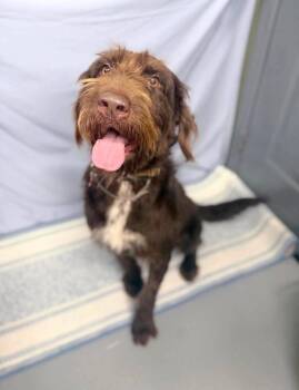 Leia -  Goldendoodle and German Wirehaired Pointer Dog for Adoption in Aurora, Colorado - Leia | PetCurious