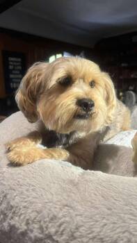 Rescue Yorkshire Terrier Dogs for Adoption in Rancho Santa Fe, California - Basil | PetCurious