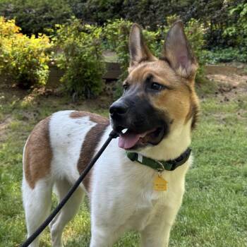 Shepherd Dogs Available for Adoption in Marietta, Georgia - Lasso | PetCurious