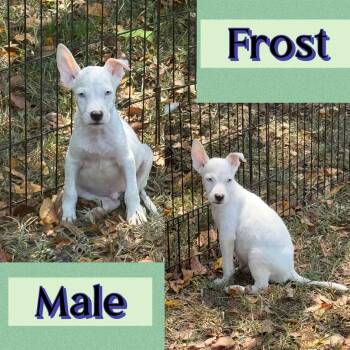 Frost -  Terrier Dog for Adoption in Manchester, Connecticut - Frost | PetCurious