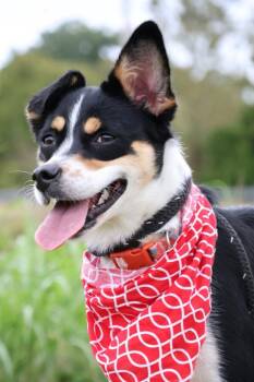 Jazzy -  Mixed Breed Dog for Adoption in Columbia, Tennessee - Jazzy | PetCurious
