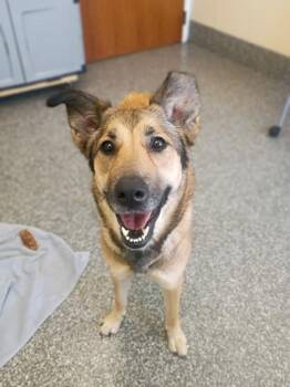 Shepherd and Mixed Breed Dogs Available for Adoption in Westland, Michigan - Pippy | PetCurious