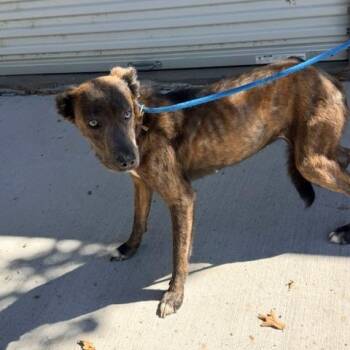 Bessie -  Shepherd and Mixed Breed Dog for Adoption in Denison, Texas - Bessie | PetCurious