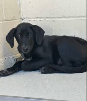 Rescue Mixed Breed Dogs for Adoption in West Chester, Pennsylvania - Terra | PetCurious